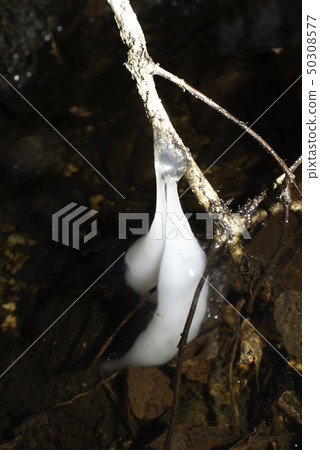 在水面上方出現的黑蠑螈的卵 50308577