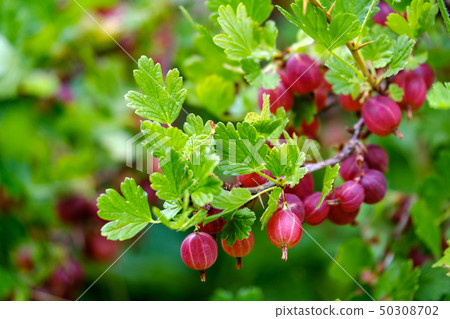Ripe red gooseberries on a branch 50308702