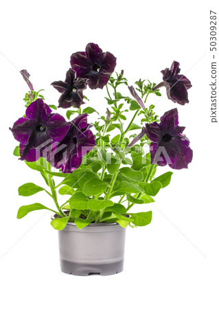 Petunia with purple flowers in a pot on a white 50309287