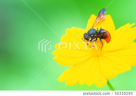 Black-and-white star 50310293