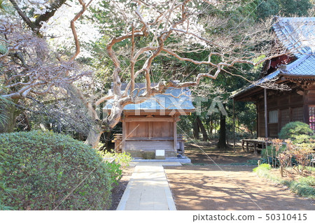 Shimizu Park Kinjoin Sakura Shimizu Park Kinjoin Sakura 50310415