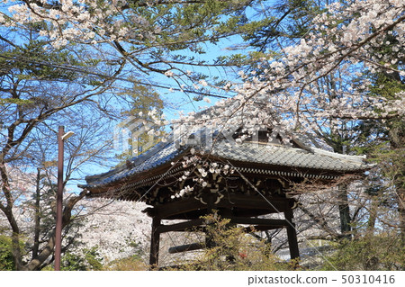 Shimizu Park Kinjoin Sakura 50310416