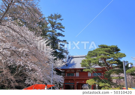 Shimizu Park Kinjoin Sakura 50310420