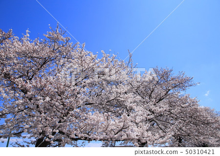 Shimizu Park Kinjoin Sakura 50310421