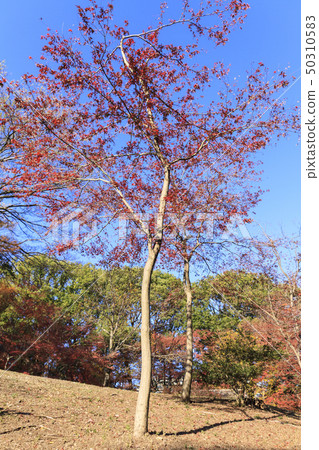 Rikugien（冬季） 50310583