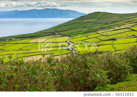 Hill of farm fields in the Corvo island in Azores, 50311033