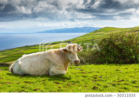 Hill of farm fields and cows in the Corvo island Hill of farm fields and cows in the Corvo island 50311035