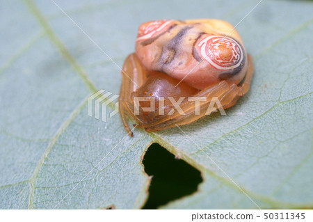 Otorino Fundamesi (female) Otorino Fundamesi (female) 50311345