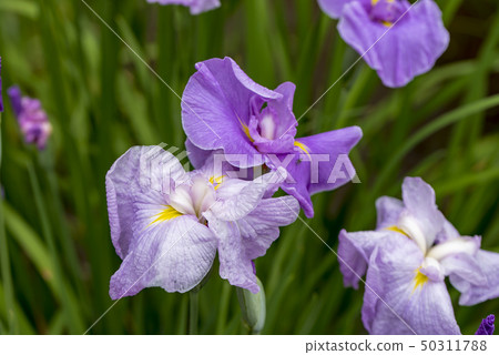 [Flower iris] 50311788