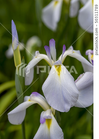 [Flower iris] 50311789