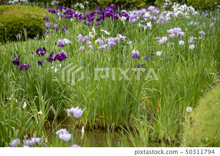 [Flower iris] 50311794