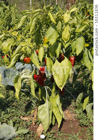 red peppers 50311836