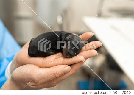 Just born puppy in pet hospital. Pet healthcare concept 50312040
