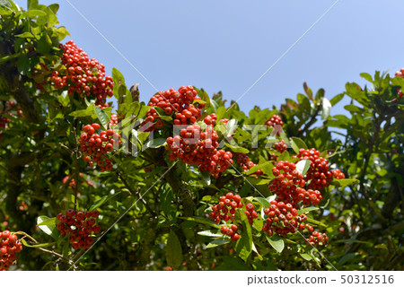 Tokiwa Hawthorn 50312516