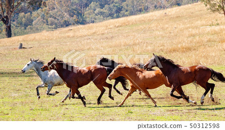 A Herd Of Wild Horses Racing Across Country 50312598