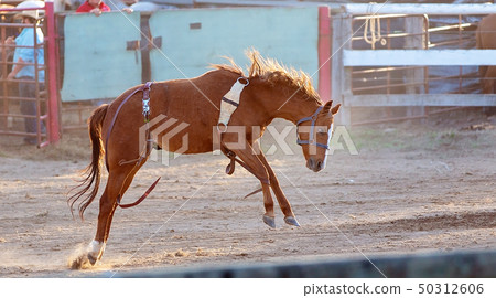 Bucking Horse Riding Rodeo Competition 50312606