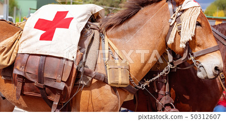A First Aid Veteran Army Donkey 50312607