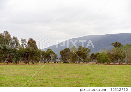 Herd Of Cattle Peacefully Grazing Herd Of Cattle Peacefully Grazing 50312710