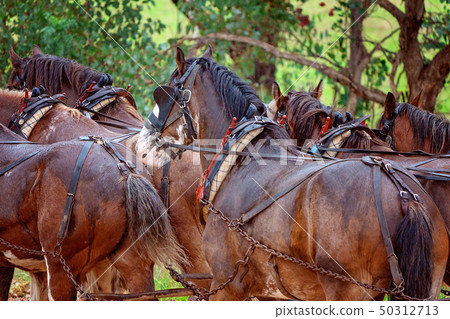 A Team Of Draft Horses In The Rain A Team Of Draft Horses In The Rain 50312713