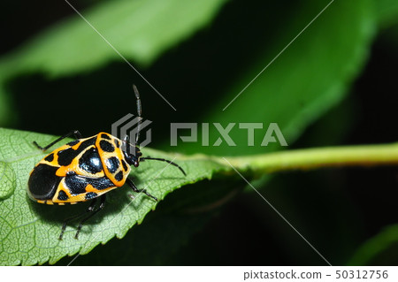 短尾龜 短尾龜 50312756