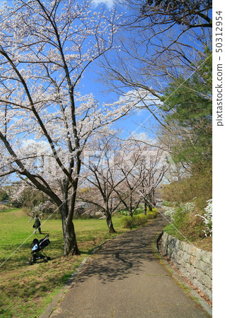 Cherry blossom bloom 50312954