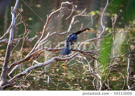 Australian Cormorant Drying Its Wings 50313009