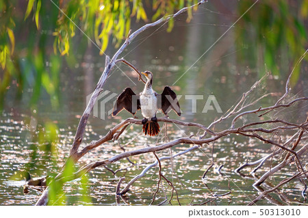 Australian Cormorant Drying Its Wings 50313010