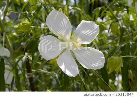 白錦葵花 白錦葵花 50313044