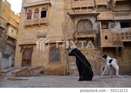 齋沙默爾,印度齋沙默爾的世界遺產一隻流浪狗住在山麓的住宅和空地 齋沙默爾,印度齋沙默爾的世界遺產一隻流浪狗住在山麓的住宅和空地 50313215