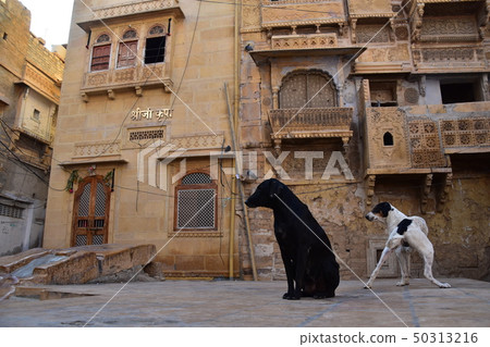 齋沙默爾，印度齋沙默爾的世界遺產一隻流浪狗住在山麓的住宅和空地 50313216
