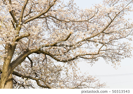 櫻花櫻 50313543