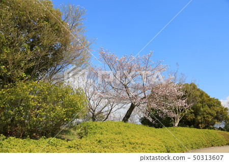 櫻花盛開 櫻花盛開 50313607