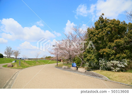 櫻花盛開 50313608