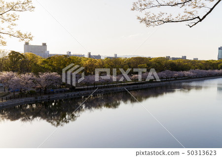 櫻花大阪城公園 櫻花大阪城公園 50313623