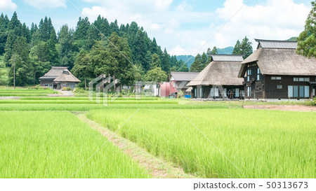 夏天的鄉村景觀(蘆之島環村) 夏天的鄉村景觀(蘆之島環村) 50313673