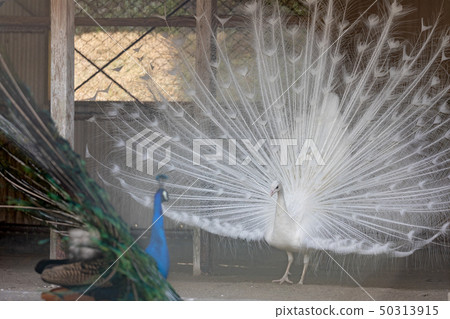 求愛白孔雀（印度孔雀白色品種） 50313915