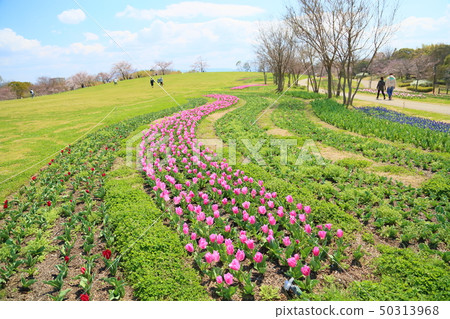 春天公園鬱金香花 春天公園鬱金香花 50313968