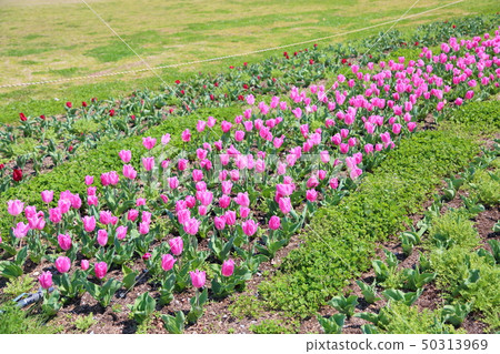 Spring park Tulip flowers 50313969