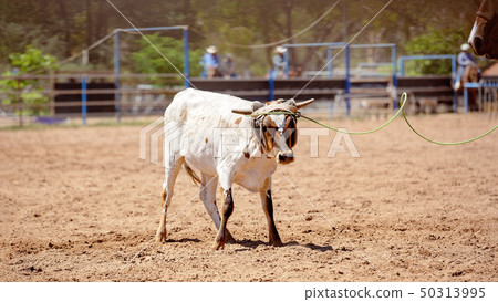 Team Calf Roping At Country Rodeo 50313995