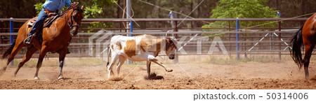 Team Calf Roping At Country Rodeo 50314006
