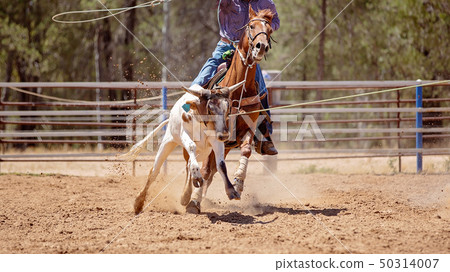 Team Calf Roping At Country Rodeo 50314007