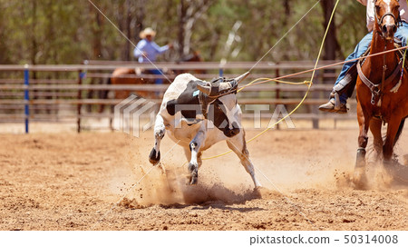Team Calf Roping At Country Rodeo 50314008