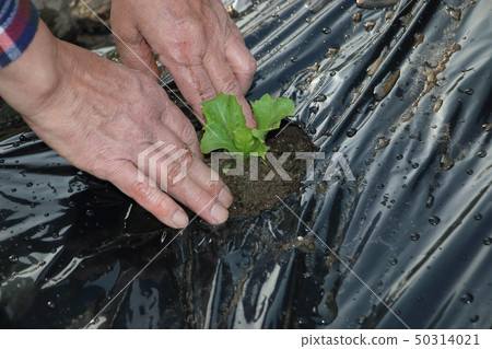 Lettuce field of home garden Lettuce field of home garden 50314021