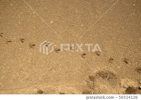 埼玉縣的腳步 50314126