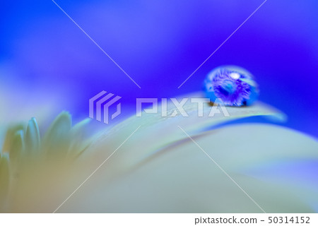 Gerbera moth Gerbera moth 50314152