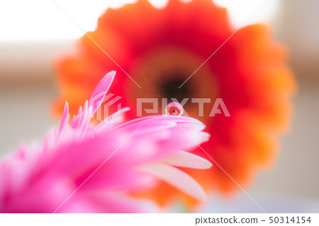 非洲菊蛾 非洲菊蛾 50314154
