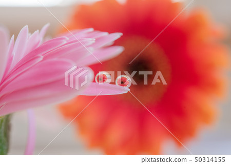 非洲菊蛾 非洲菊蛾 50314155