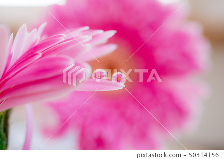 非洲菊蛾 50314156