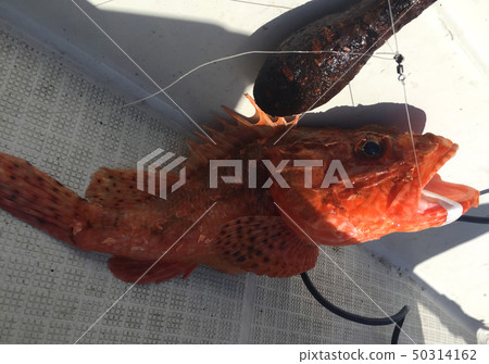 Big Demon Kasago I caught in Tokyo Bay 50314162