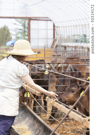Livestock women Livestock women 50314172
